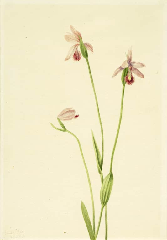 Mary Vaux Walcott Rosa Pogonie Kunstkopie, drei zartrosa Orchideenblüten mit gefranster roter Lippe