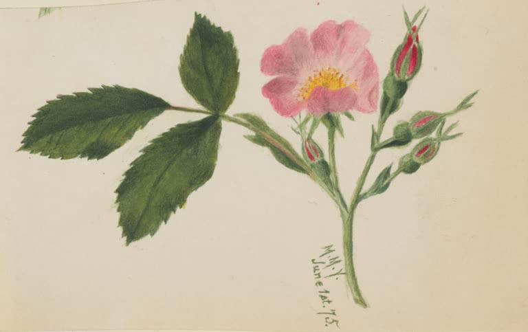 Mary Vaux Walcott Rosafarbene Wildrose Kunstkopie, rosafarbene Rose mit roten Knospen und dunkelgrünen gezähnten Blättern