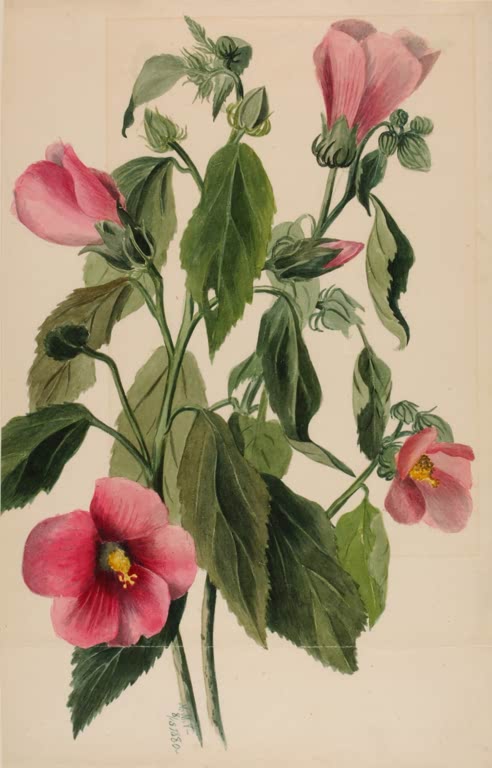 Mary Vaux Walcott Rosenenzian, großblütiges Blatt Kunstkopie, große rosafarbene Blüten mit gelber Mitte