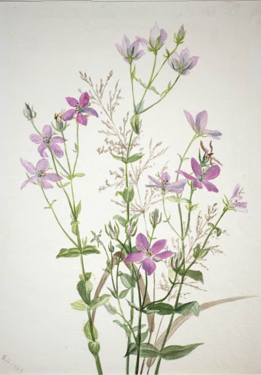 Mary Vaux Walcott Rosenenzian mit Gräsern Kunstkopie, rosa bis hellviolette Sternblüten an dünnen Stielen