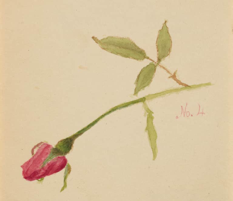 Mary Vaux Walcott Rosenknospe Kunstkopie, rosa Rosenknospe an langem Stiel mit drei Blättern