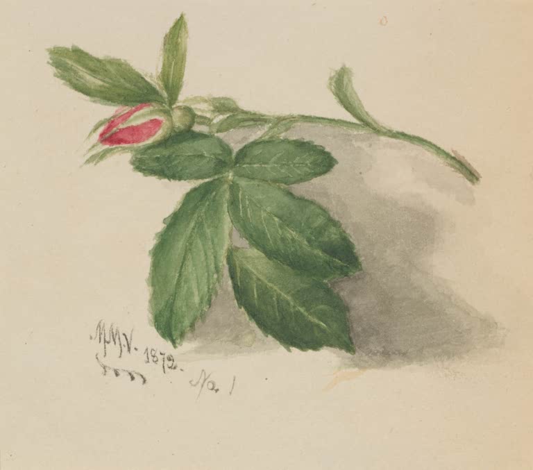 Mary Vaux Walcott Rosenknospe Kunstkopie, Rosenzweig mit rosa Knospe und fünfteiligen grünen Blättern