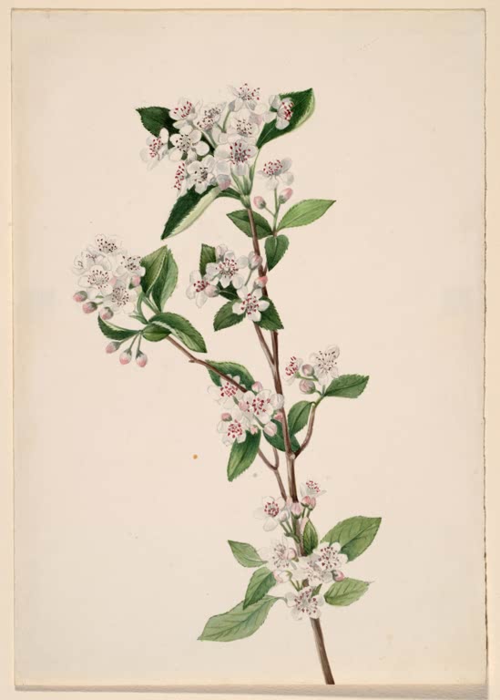 Mary Vaux Walcott Rote Apfelbeere, Blüte Kunstkopie, Zweig mit Dolden kleiner weißer Blüten und dunkelgrünen Blättern