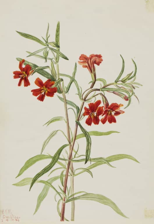 Mary Vaux Walcott Rote Gauklerblume Kunstkopie, leuchtend rote Blüten an aufrechten Stängeln mit schmalen grünen Blättern