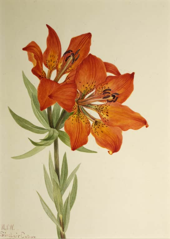 Mary Vaux Walcott Rote Lilie Kunstkopie, orangerote Lilienblüten mit dunklen Punkten an einem Stängel mit schmalen Blättern