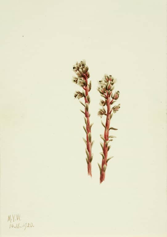 Mary Vaux Walcott Roter Fichtenspargel Kunstkopie, zwei aufrechte rote Stängel mit kleinen beigebraunen Blüten