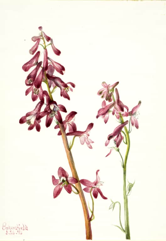Mary Vaux Walcott Roter Rittersporn Kunstkopie, Stängel mit weinroten und rosa Rittersporn-Blüten vor weißem Grund
