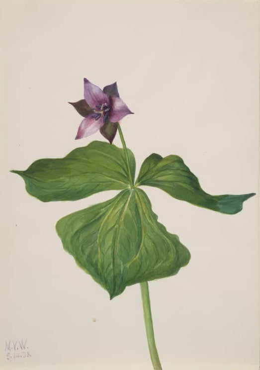 Mary Vaux Walcott Rotes Trillium Kunstkopie, dunkelpurpurne Blüte über drei großen grünen Blättern
