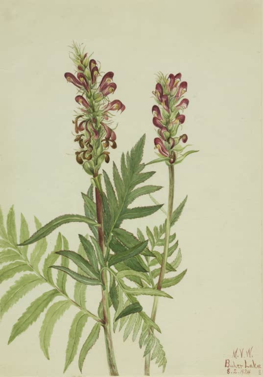 Mary Vaux Walcott Rothelm-Läusekraut Kunstkopie, zwei Blütenstände des Läusekrauts mit rotbraunen Blüten