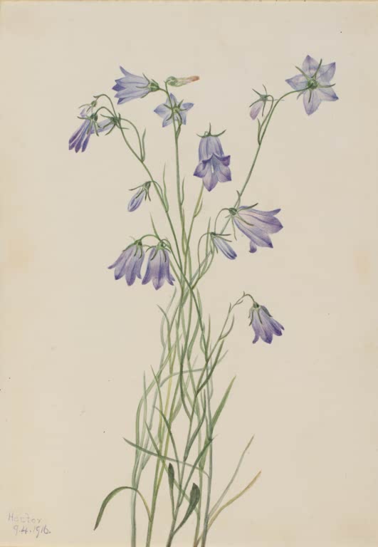 Mary Vaux Walcott Rundblättrige Glockenblume Kunstkopie, zarte blauviolette Glockenblumen an haarfeinen Stängeln