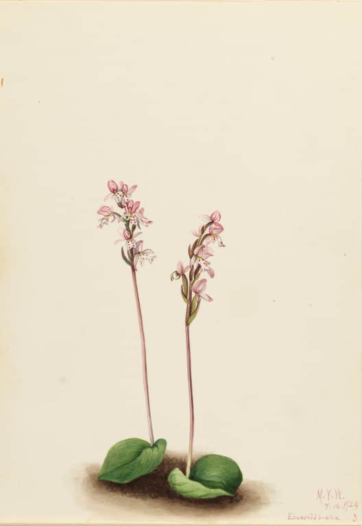 Mary Vaux Walcott Rundblättriges Knabenkraut Kunstkopie, zwei zarte rosa Blütenstiele mit gescheckten Blüten