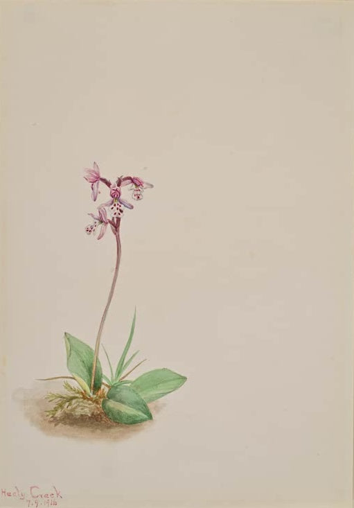 Mary Vaux Walcott Rundblättriges Knabenkraut Kunstkopie, kleine Orchidee mit gepunkteten rosa Blüten