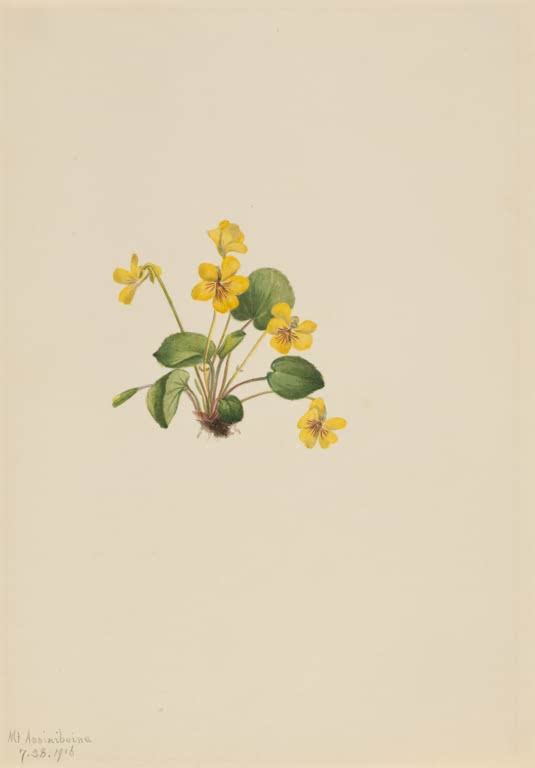 Mary Vaux Walcott Rundblättriges Veilchen Kunstkopie, gelbe Veilchenblüten mit dunklen Linien