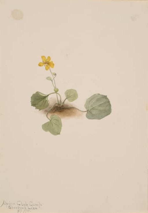 Mary Vaux Walcott Rundblättriges Veilchen Kunstkopie, gelbe Blüte und runde Blätter auf einem Erdhügel