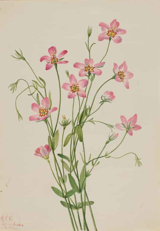 Mary Vaux Walcott Salzwiesen-Rosenenzian Kunstkopie, rosafarbene Sternblüten mit gelb-roter Mitte an dünnen Stielen