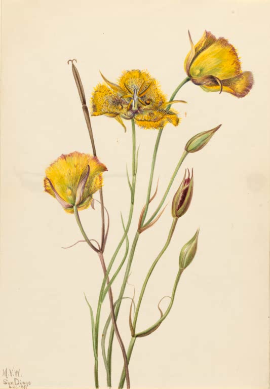 Mary Vaux Walcott San-Diego-Mariposalilie Kunstkopie, goldgelbe gefranste Blüten und Knospen an dünnen Stielen