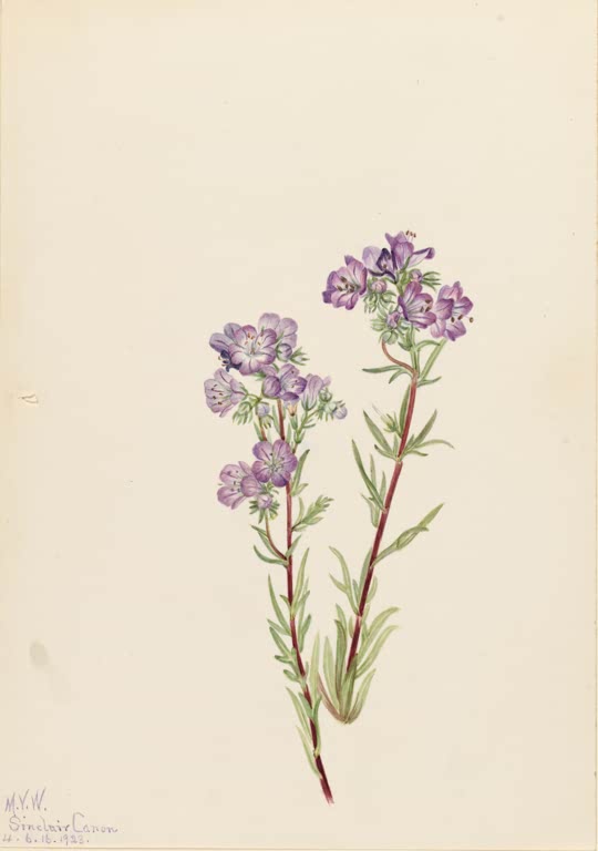 Mary Vaux Walcott Sand-Büschelschön Kunstkopie, violettblaue Blütenbüschel an rotbraunen Stängeln