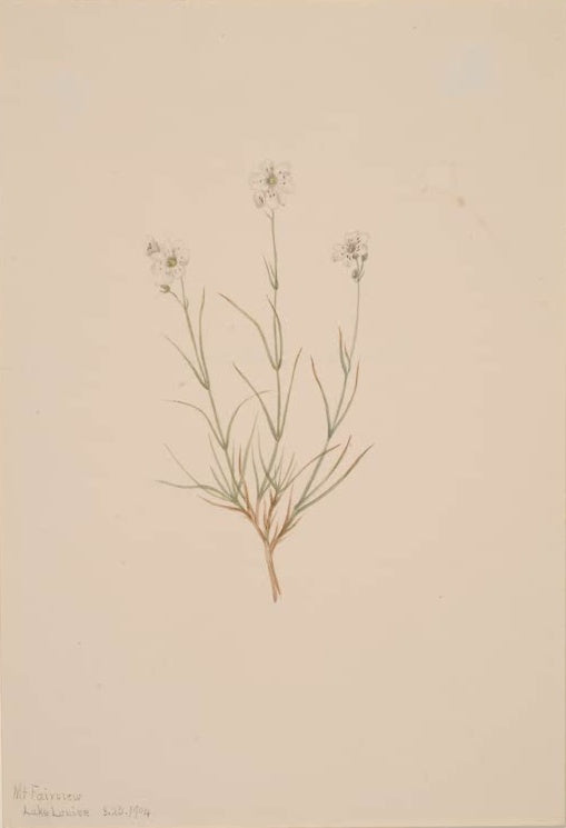 Mary Vaux Walcott Sandkraut Kunstkopie, kleine weiße Blüten über schmalen grünen Blättern
