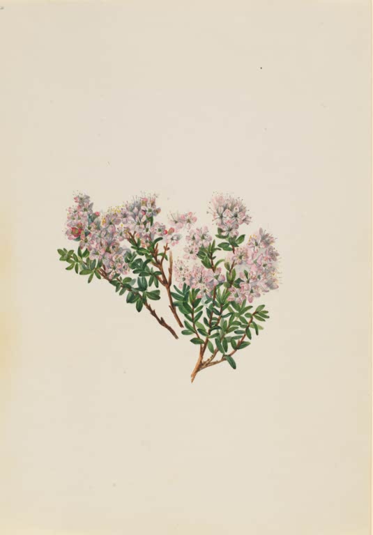 Mary Vaux Walcott Sandmyrte Kunstkopie, kleiner Zweig mit rosa Blütendolden und winzigen Blättern