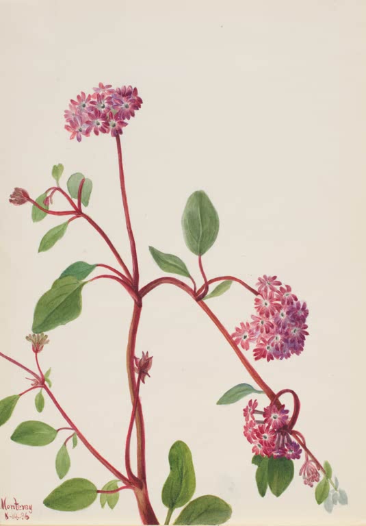Mary Vaux Walcott Sandverbene Kunstkopie, rosa Blütendolden an geschwungenen roten Stängeln mit grünen Blättern