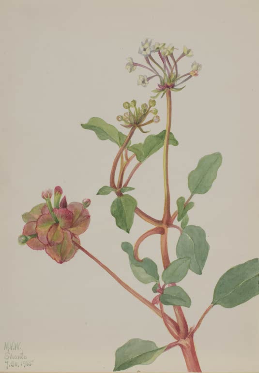 Mary Vaux Walcott Sandverbene Kunstkopie, Pflanzenzweig mit weißen Blüten und rosa Fruchtstand