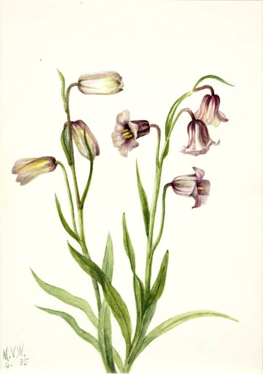 Mary Vaux Walcott Schachblume Kunstkopie, nickende purpurviolette Glockenblüten an zwei Stängeln mit schmalen Blättern