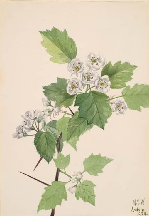Mary Vaux Walcott Scharlach-Weißdorn Kunstkopie, blühender Weißdornzweig mit weißen Blüten, Dornen und grünen Blättern