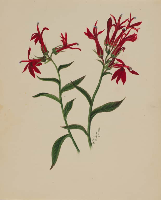 Mary Vaux Walcott Scharlachrote Blütenstudie Kunstkopie, zwei Stängel mit scharlachroten Blüten und dunkelgrünen Blättern
