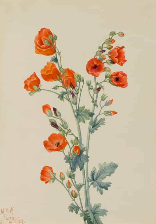 Mary Vaux Walcott Scharlachrote Kugelmalve Kunstkopie, orangerote Schalenblüten und Knospen an aufrechten graugrünen Stängeln