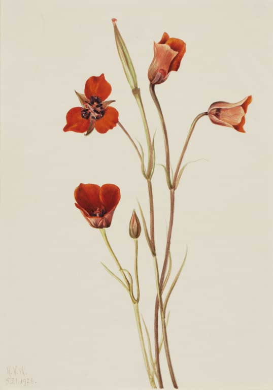 Mary Vaux Walcott Scharlachrote Mariposalilie Kunstkopie, rote Mariposalilien mit Knospen an schlanken Stängeln