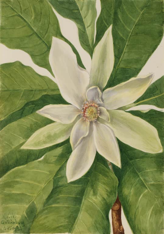 Mary Vaux Walcott Schirm-Magnolie Kunstkopie, große weiße Magnolienblüte zwischen kräftig grünen Blättern