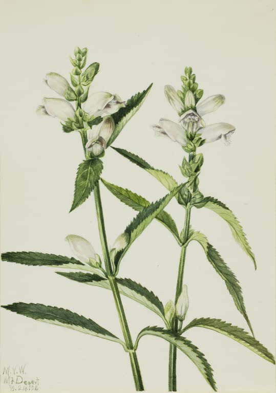 Mary Vaux Walcott Schlangenkopf Kunstkopie, weißer Schlangenkopf mit gezähnten grünen Blättern