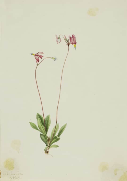 Mary Vaux Walcott Schlanke Götterblume Kunstkopie, rosa Blüten mit zurückgeschlagenen Blütenblättern