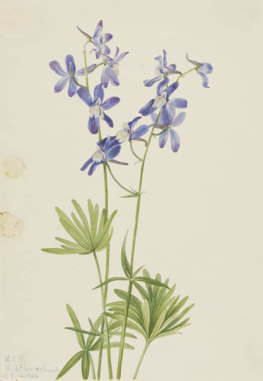 Mary Vaux Walcott Schlanker Rittersporn Kunstkopie, blaue Rittersporn-Blüten an schlanken Stängeln