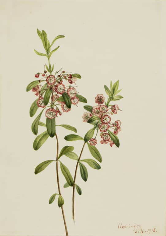 Mary Vaux Walcott Schmalblättrige Lorbeerrose Kunstkopie, Zweige mit rosaweißen Schalenblüten