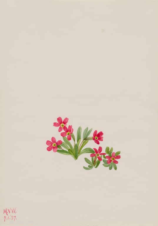 Mary Vaux Walcott Schmalblättrige Primel Kunstkopie, kleines Polster rosa Blüten mit grünen Blättern auf weitem Papier