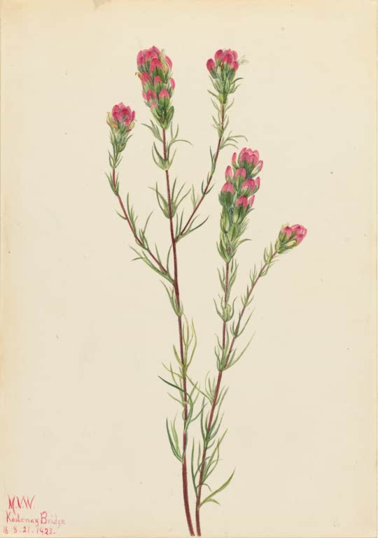 Mary Vaux Walcott Schmalblättriger Eulenklee Kunstkopie, schlanke rötliche Stängel mit rosaroten Blütenköpfen