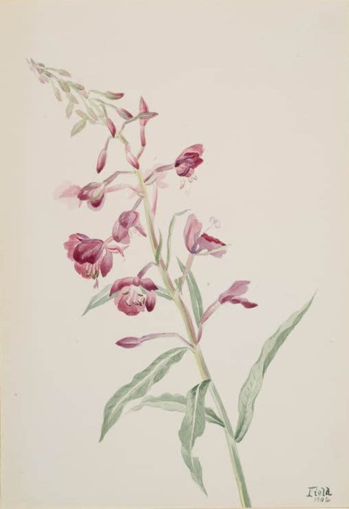 Mary Vaux Walcott Schmalblättriges Weidenröschen Kunstkopie, purpurrosa Blüten und Knospen am aufrechten Stängel