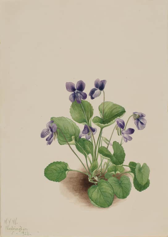 Mary Vaux Walcott Schmetterlings-Veilchen Kunstkopie, ein kleines Büschel Veilchen mit violetten Blüten