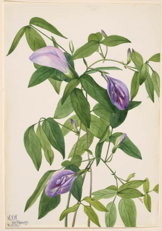 Mary Vaux Walcott Schmetterlingserbse Kunstkopie, violette Blüten zwischen dicht belaubten grünen Ranken