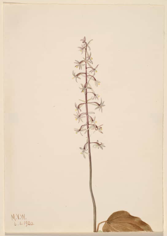 Mary Vaux Walcott Schnakenorchis Kunstkopie, schlanke Orchidee mit kleinen hellen Blüten auf cremefarbenem Papier