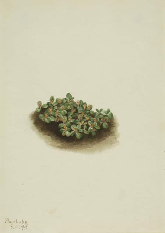 Mary Vaux Walcott Schnee-Weide Kunstkopie, flaches grünes Weidenpolster mit kleinen orangeroten Kätzchen auf braunem Erdfleck