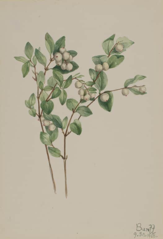Mary Vaux Walcott Schneebeere Kunstkopie, Zweige mit weißen Beeren und kleinen grünen Blättern