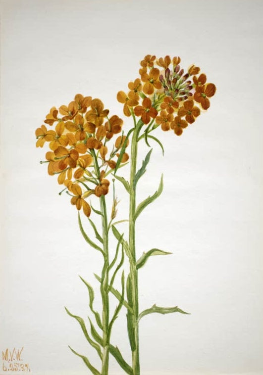 Mary Vaux Walcott Schöterich Kunstkopie, orangefarbene Schöterichblüten an hohen grünen Stängeln