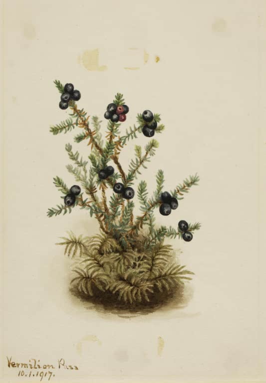 Mary Vaux Walcott Schwarze Krähenbeere Kunstkopie, Zwergstrauch mit glänzenden schwarzen Beeren und Nadelblättern