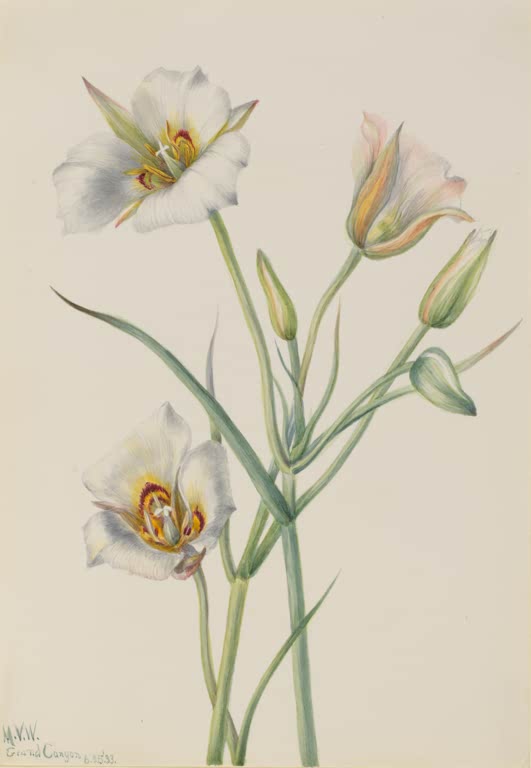Mary Vaux Walcott Sego-Lilie Kunstkopie, weiße Blüten mit goldener Mitte an schlanken Stielen