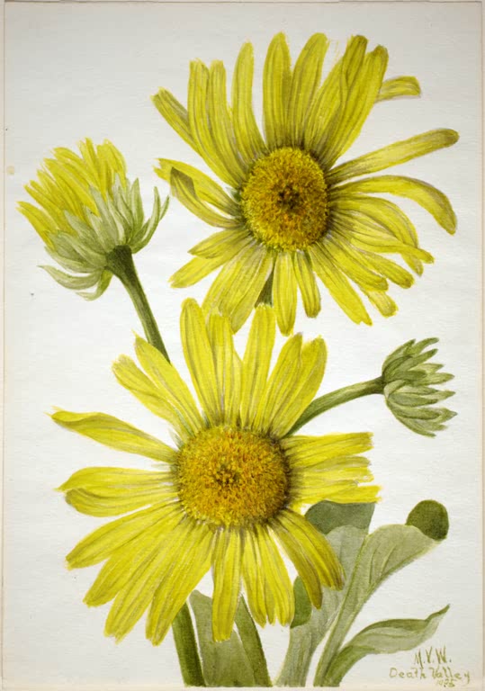 Mary Vaux Walcott Seidenblättriger Goldkopf Kunstkopie, zwei große gelbe Korbblüten mit Knospen über silbrig grünen Blättern