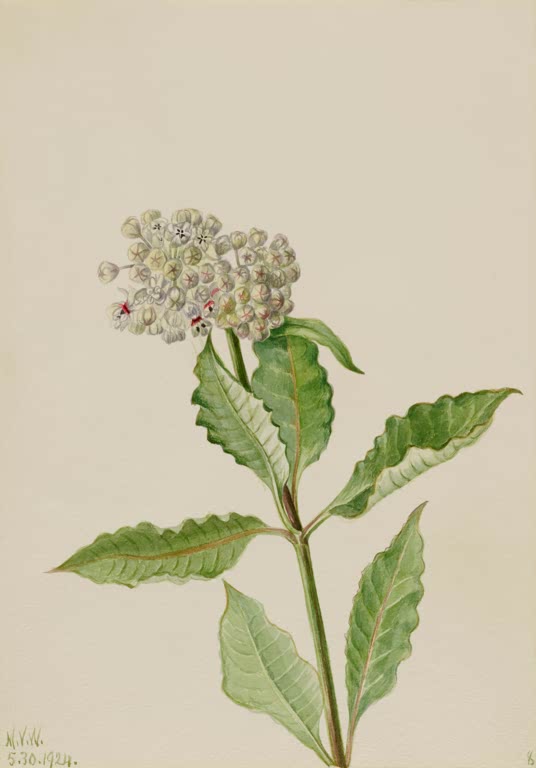 Mary Vaux Walcott Seidenpflanze Kunstkopie, kugelige Blütendolde und große gewellte Blätter