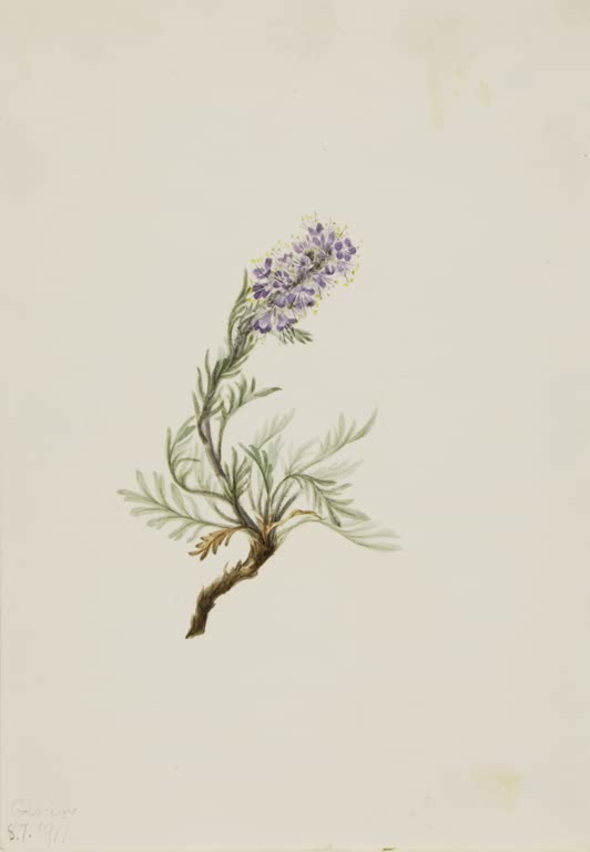 Mary Vaux Walcott Seidiger Büschelschön Kunstkopie, violette Blütenähre über fein gefiederten graugrünen Blättern