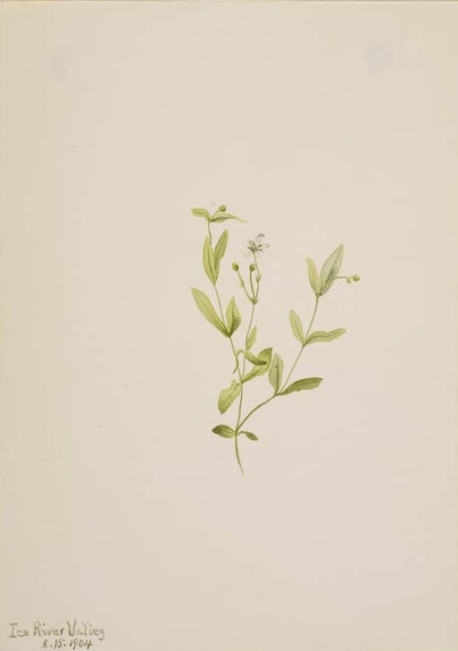 Mary Vaux Walcott Seitenblütige Nabelmiere Kunstkopie, zarte Pflanze mit schmalen Blättern und kleiner weißer Blüte